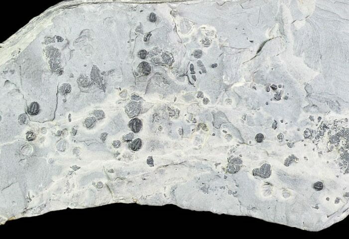 Bolaspidella & Elrathia Trilobite Cluster - Utah #105522